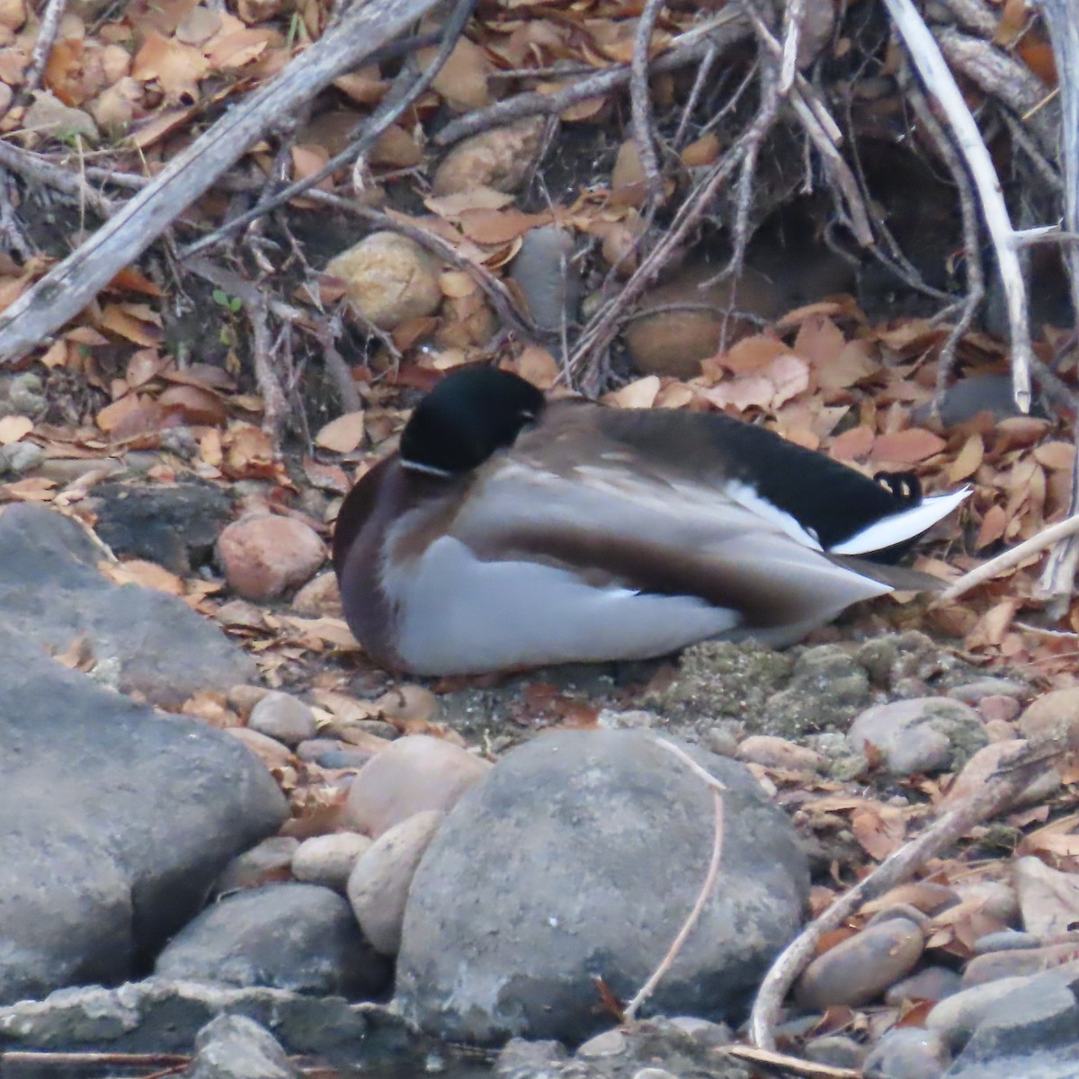 Mallard - ML646605439