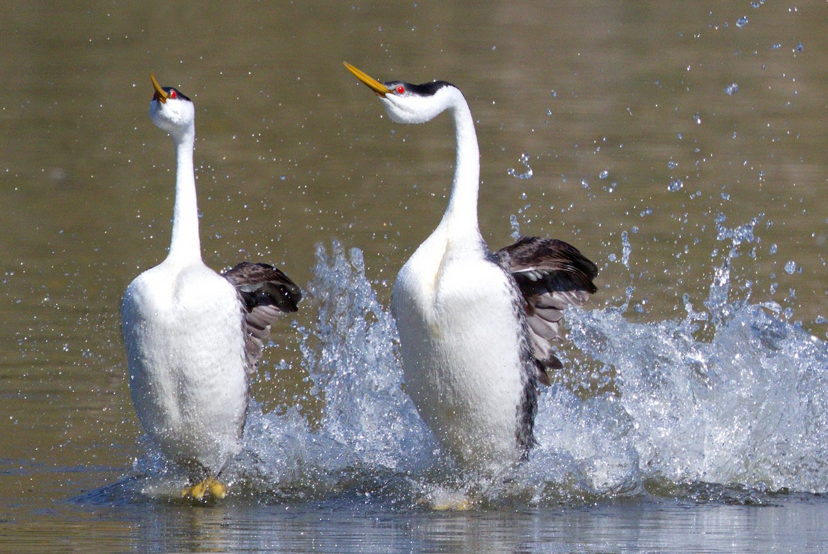 Western Grebe - ML646605440