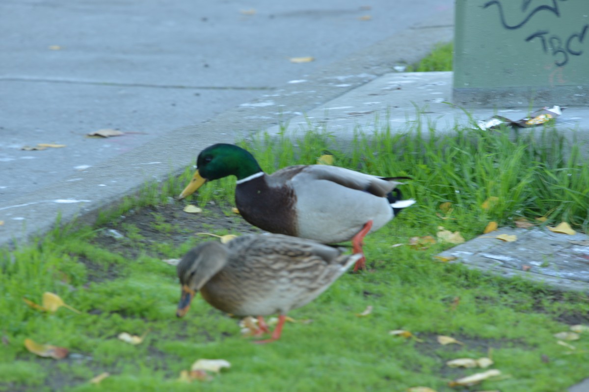 Mallard - ML646605441