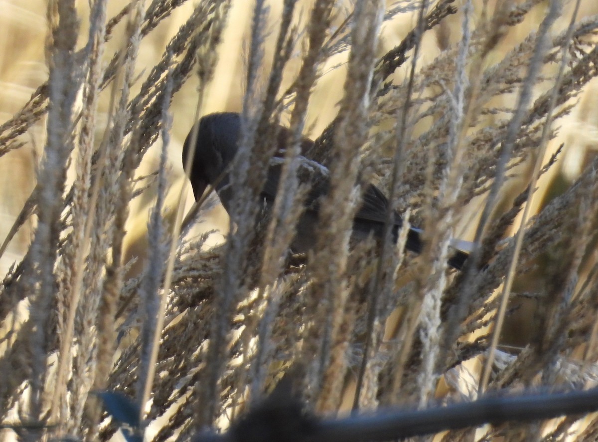 Junco Ojioscuro (Dorsirrojo) - ML646605443