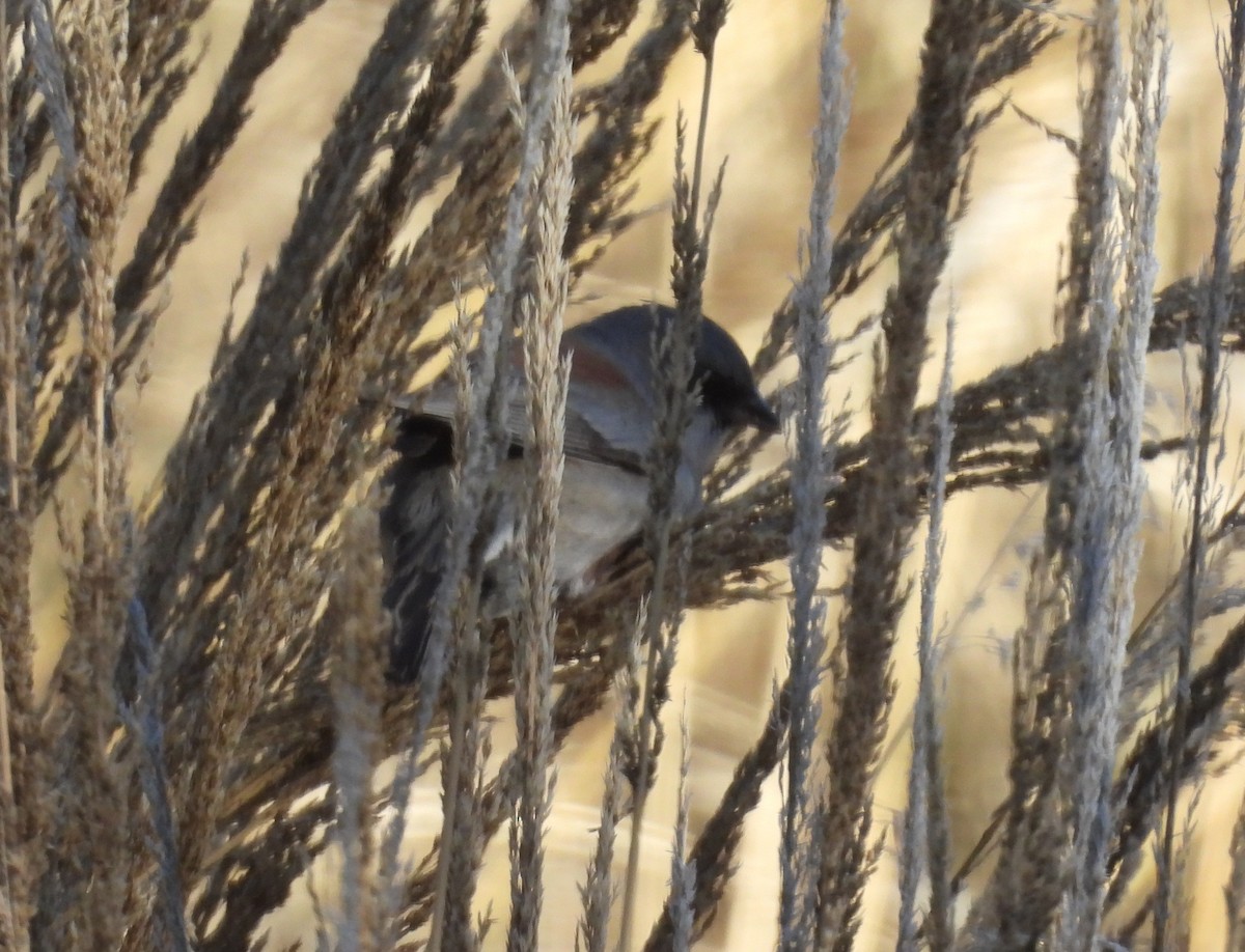 Junco Ojioscuro (Dorsirrojo) - ML646605444
