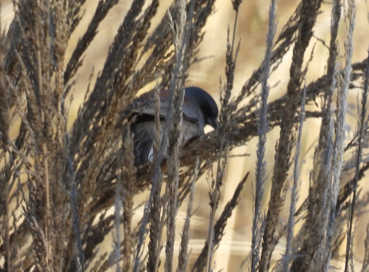 Junco Ojioscuro (Dorsirrojo) - ML646605445