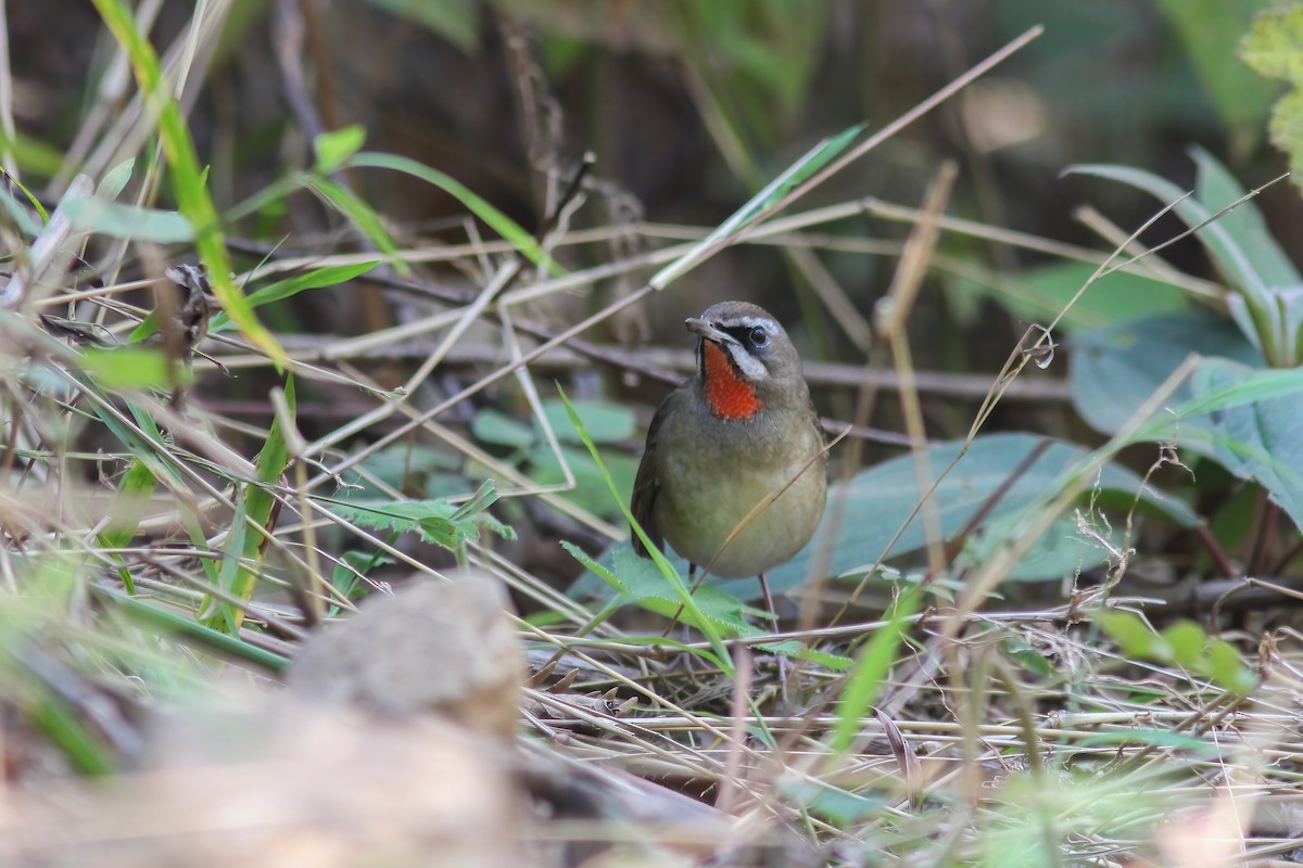 Siberian Rubythroat - ML646605446