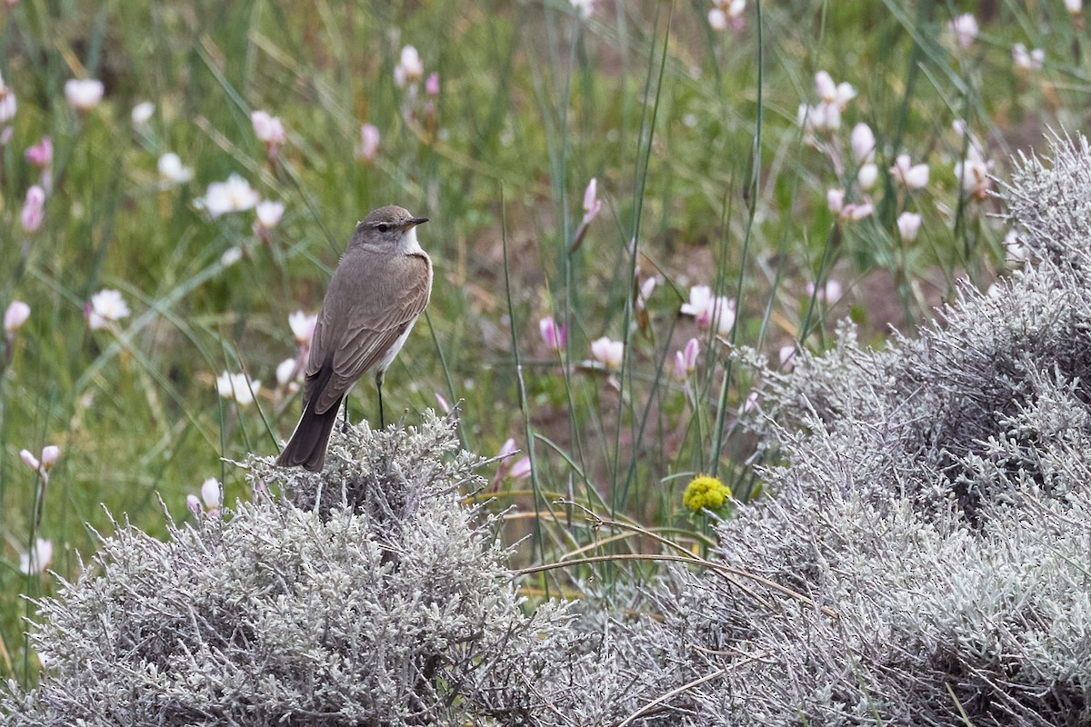 Пестроклювая дормилона - ML646605447