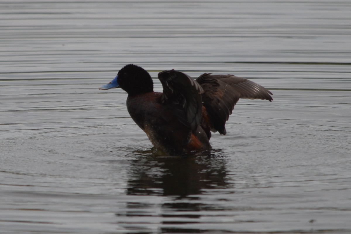 Blue-billed Duck - ML646605452