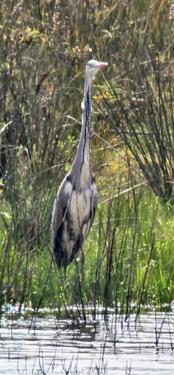 Garza Real - ML646605456