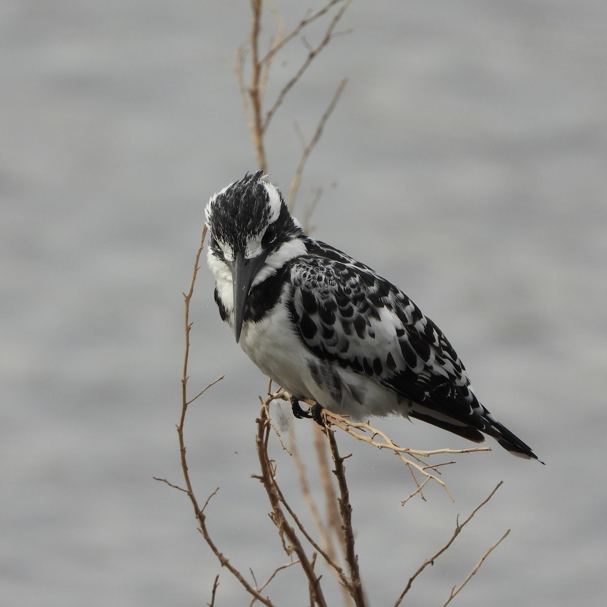 terneisfugl - ML646605457