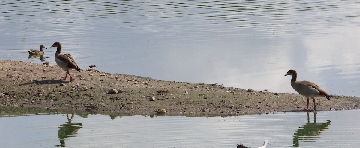 Egyptian Goose - ML646605458