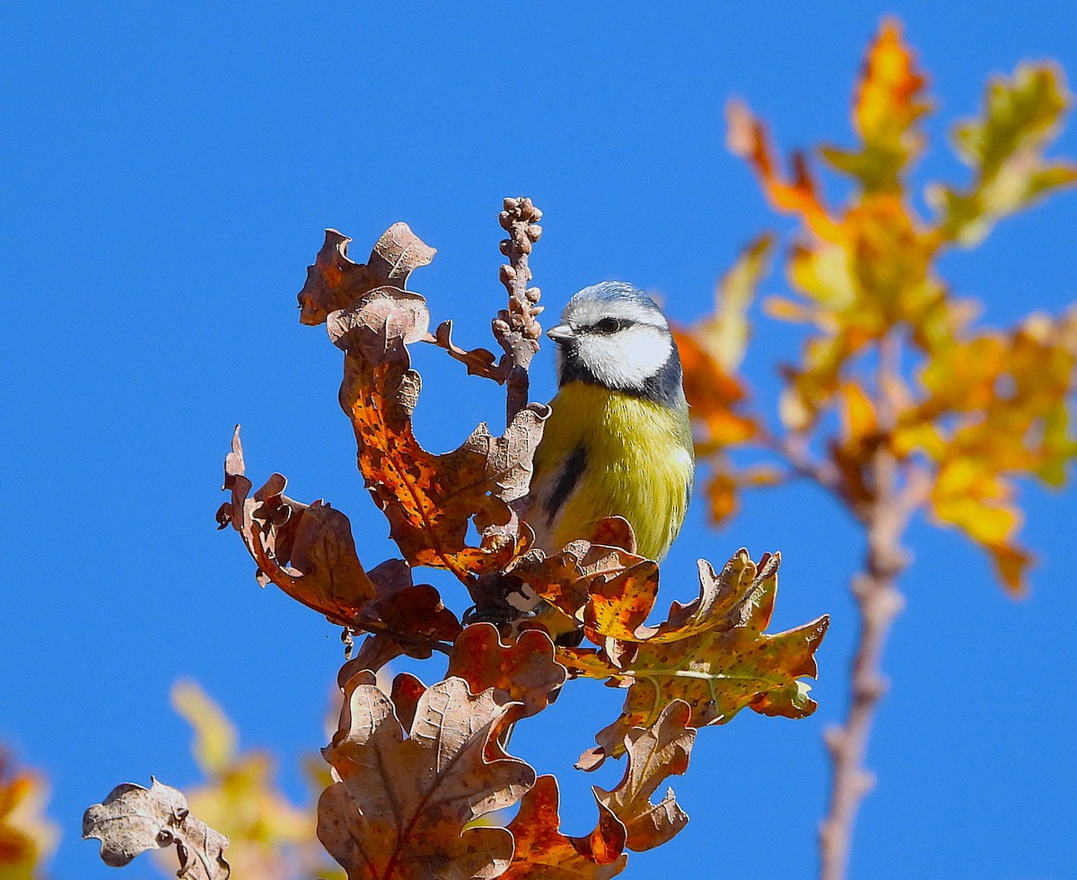 Amilotx urdin europarra - ML646605460