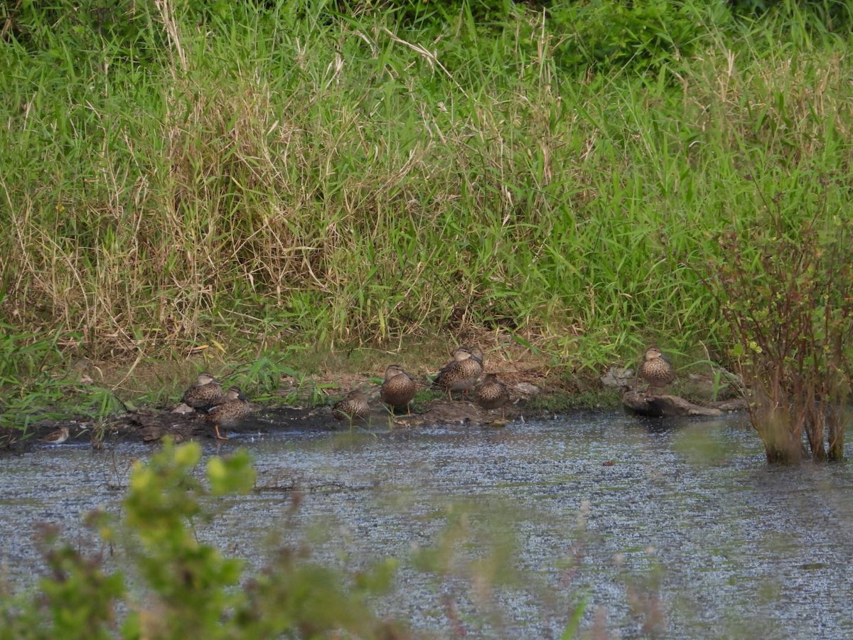 čírka modrokřídlá - ML646605461