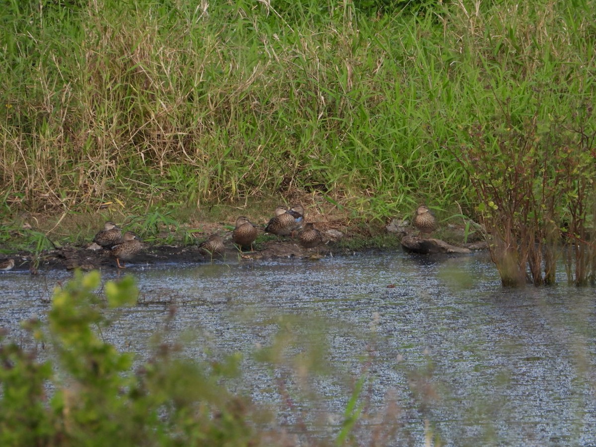 čírka modrokřídlá - ML646605462