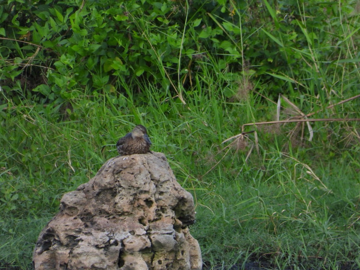 čírka modrokřídlá - ML646605463