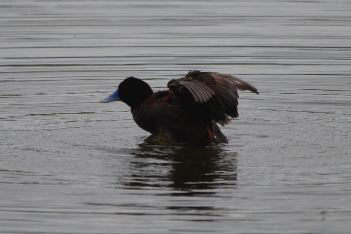 blånebband - ML646605465