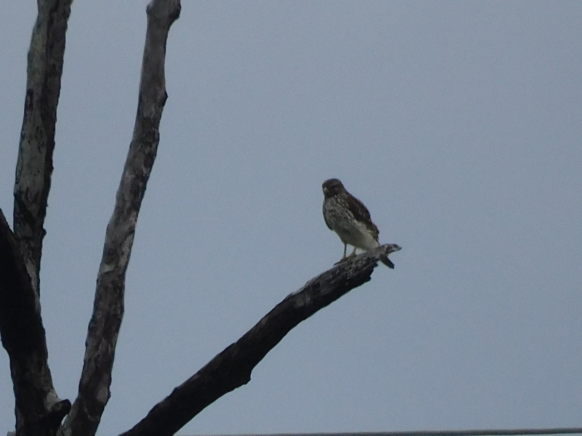 rødvingevåk - ML646605466