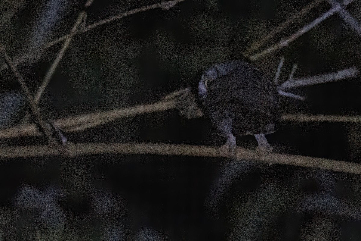 akasieugle - ML646605469