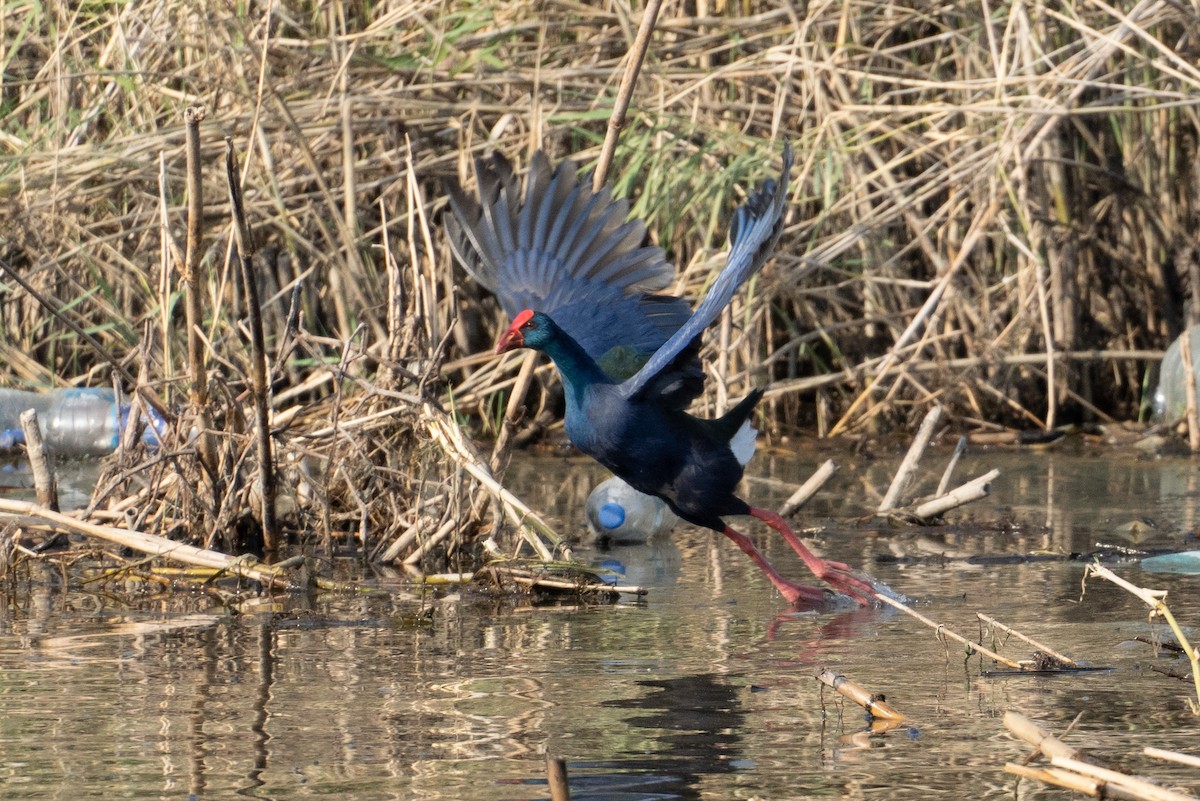 grønnryggsultanhøne - ML646605470