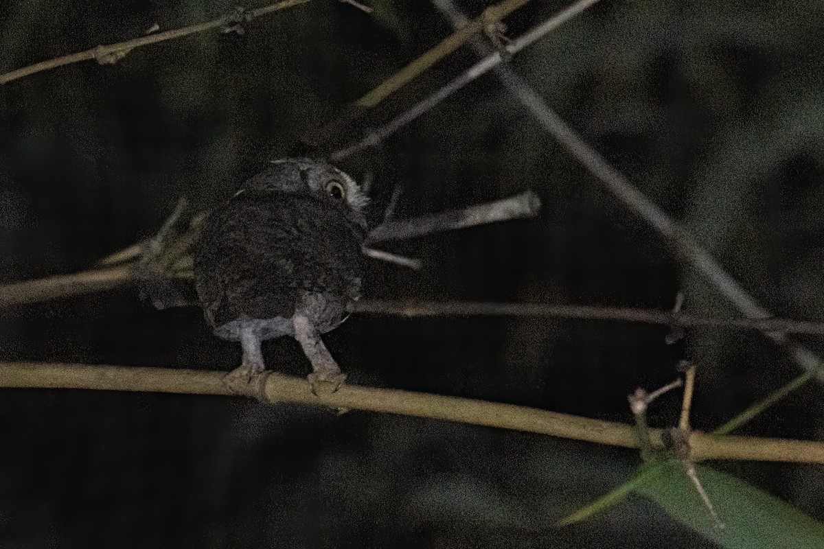 akasieugle - ML646605472