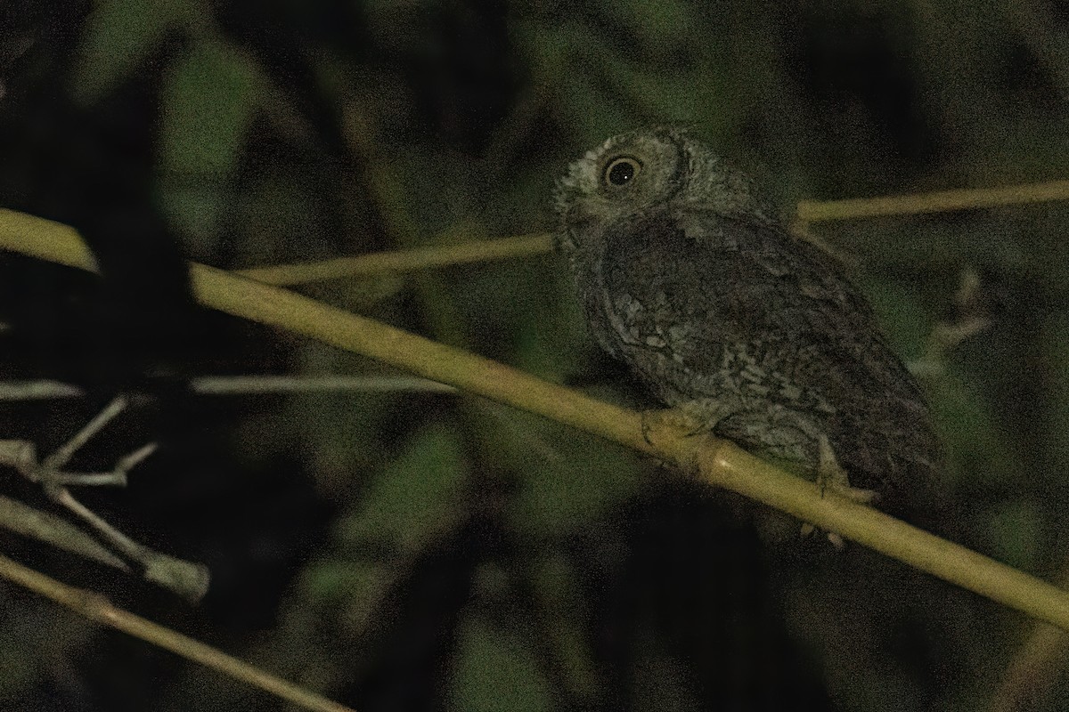 akasieugle - ML646605479