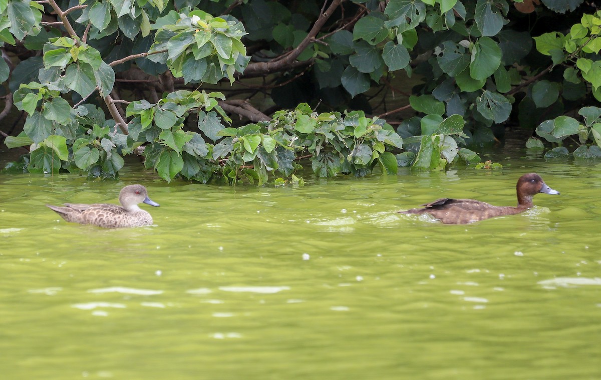 kastanjeand - ML646605481