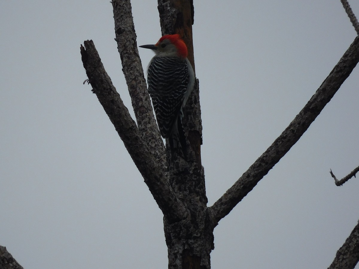 lundspett - ML646605483