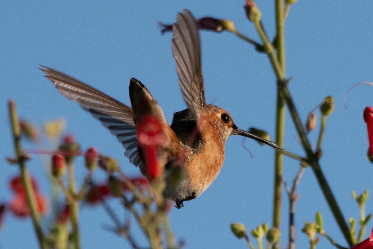 chaparralkolibri - ML646605485