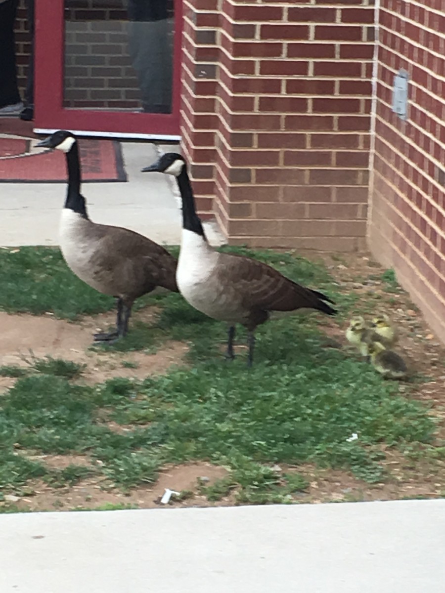 kanadagås - ML646605486