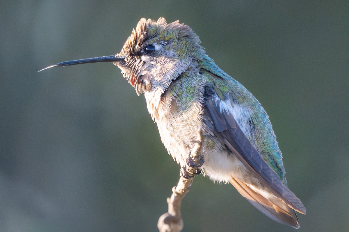 rødmaskekolibri - ML646605487
