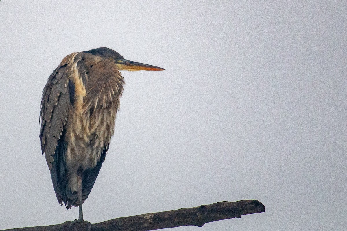 herodiashegre - ML646605488