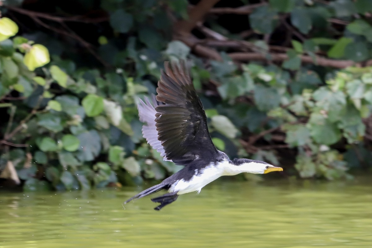 kortnebbskarv - ML646605492