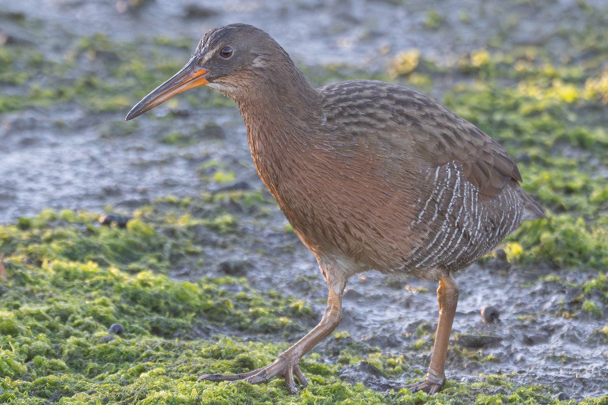 spartinarikse - ML646605493