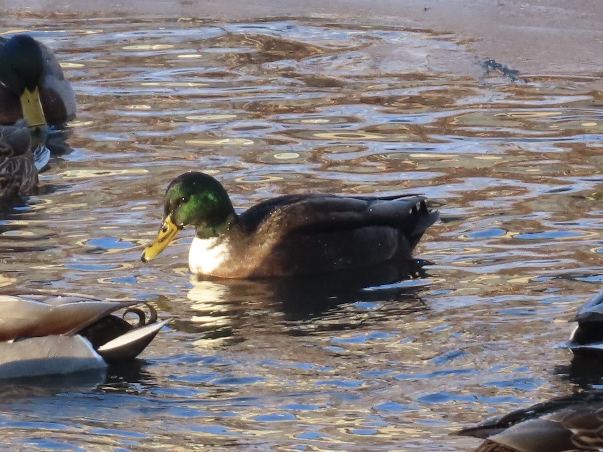 stokkand (domestisert) - ML646605494