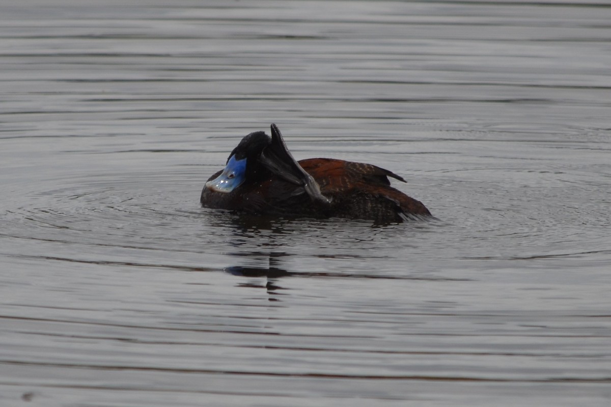 Blue-billed Duck - ML646605496