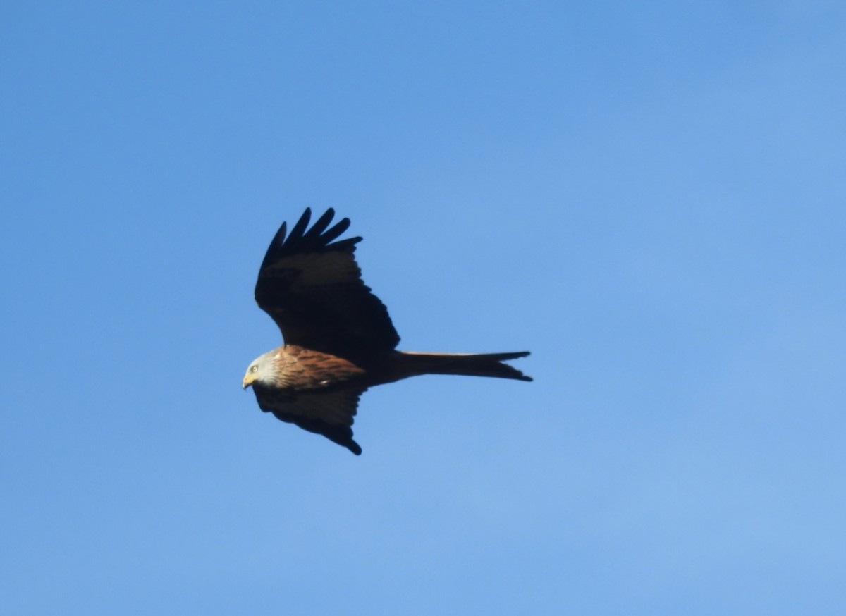 rødglente - ML646605497