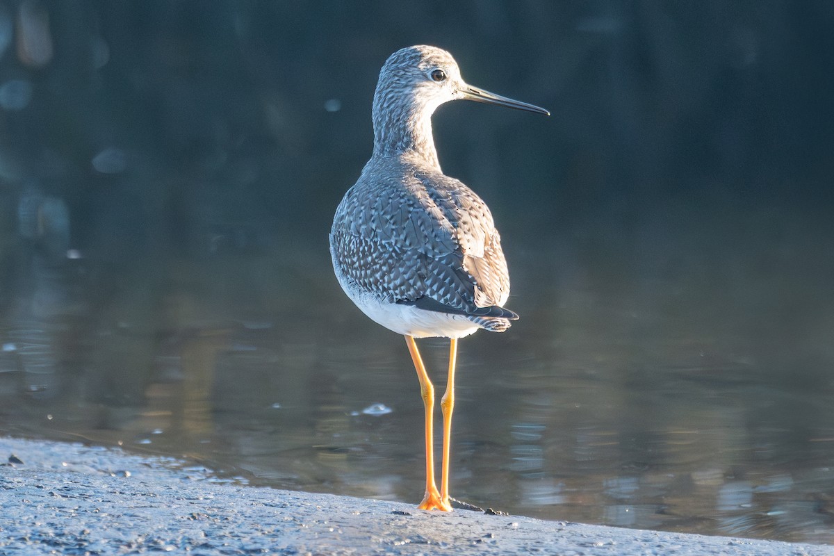 plystresnipe - ML646605498