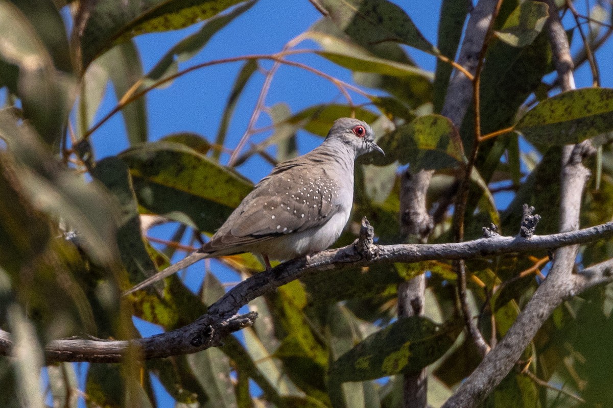 diamantdue - ML646605499