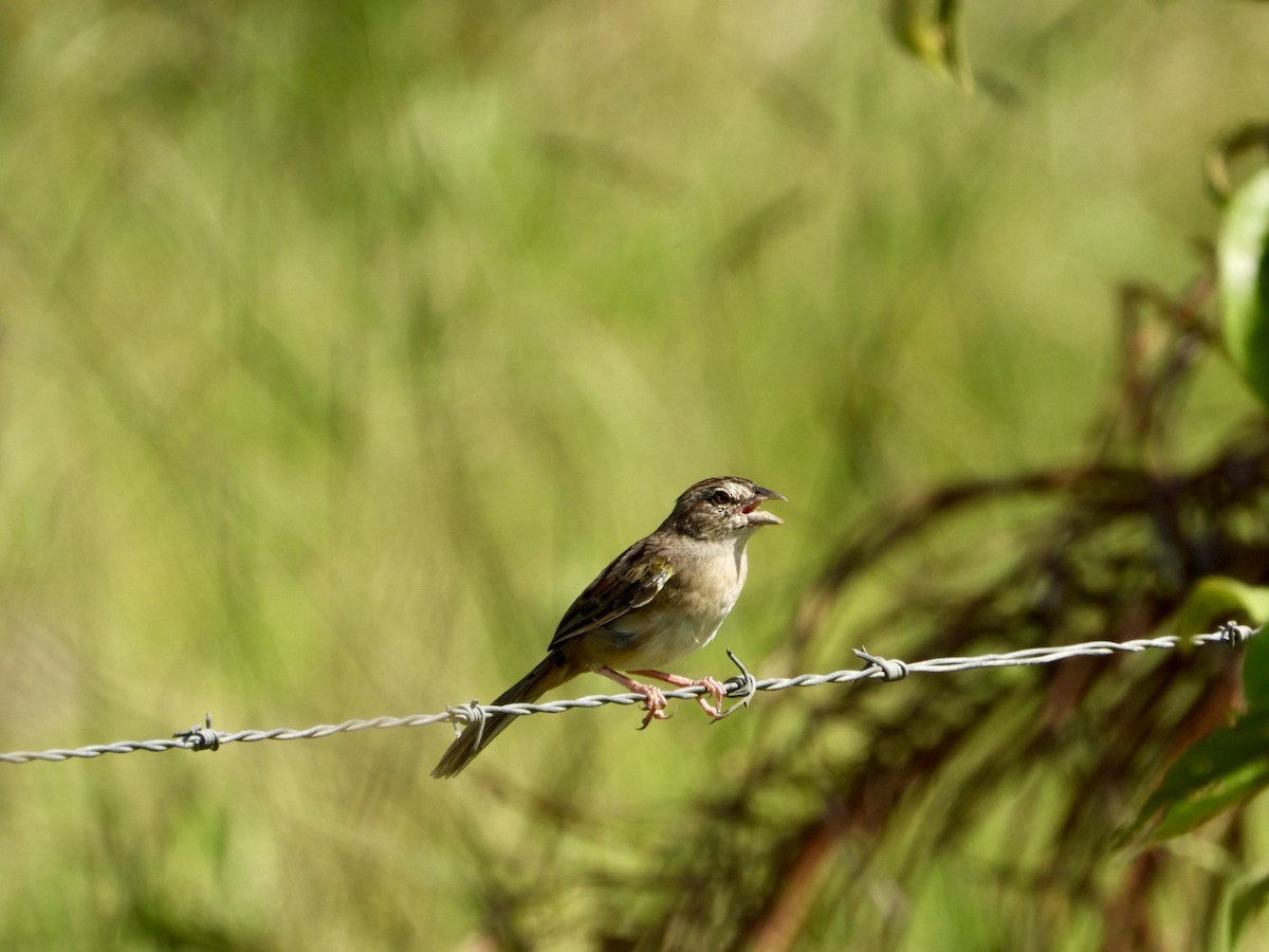 mestisspurv - ML646605500