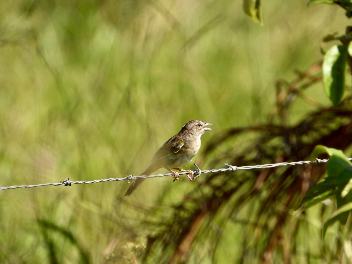 mestisspurv - ML646605501