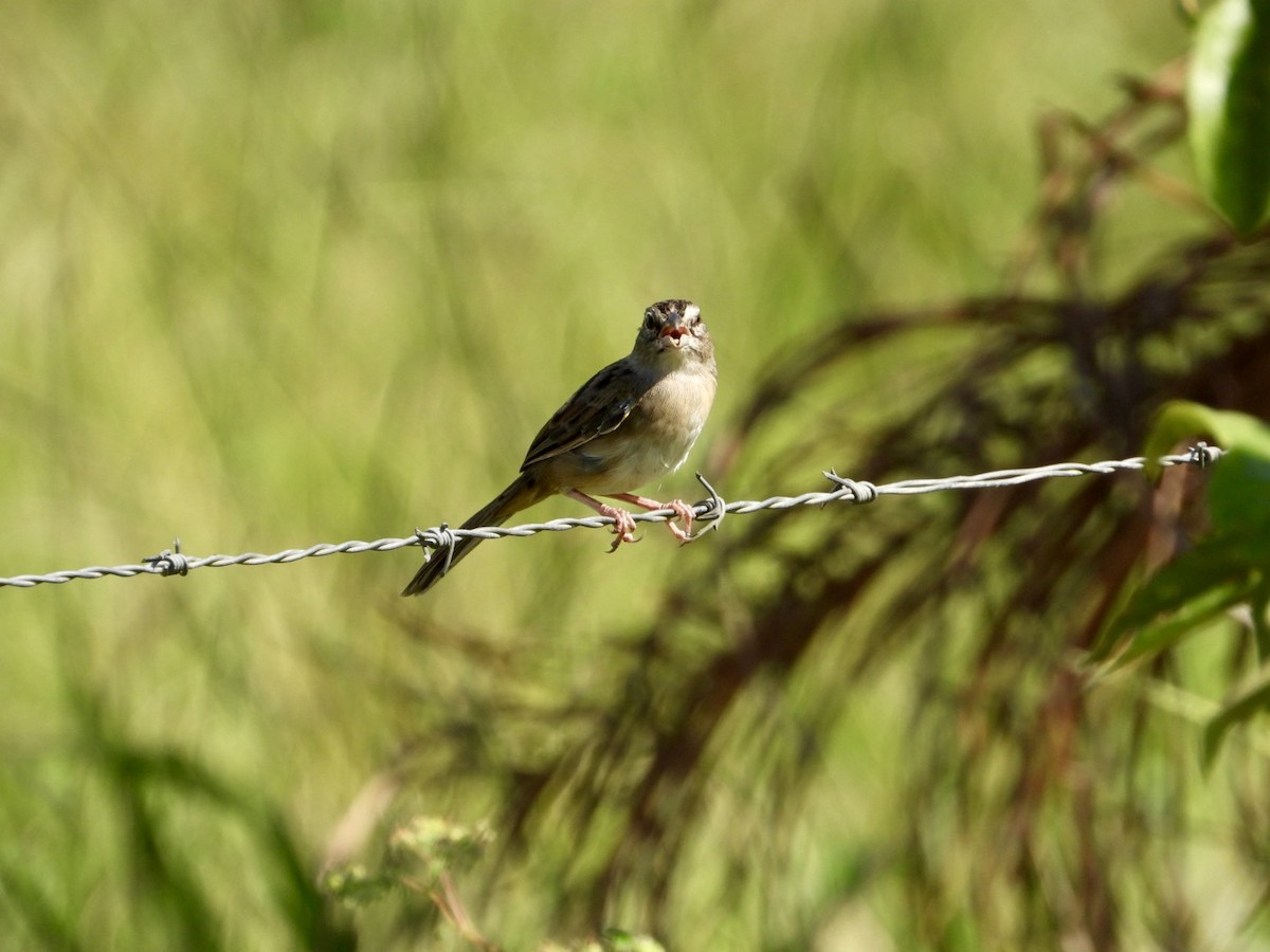 mestisspurv - ML646605502