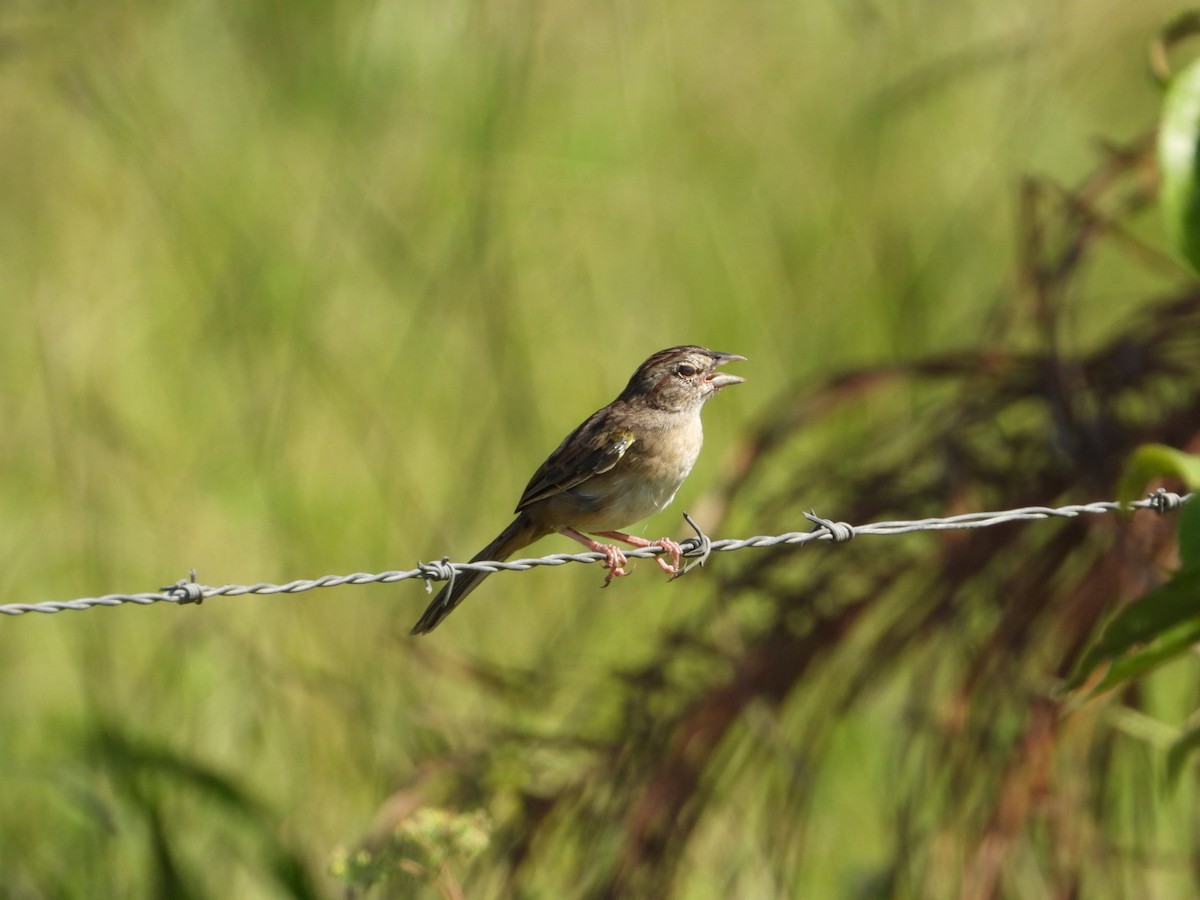 mestisspurv - ML646605503