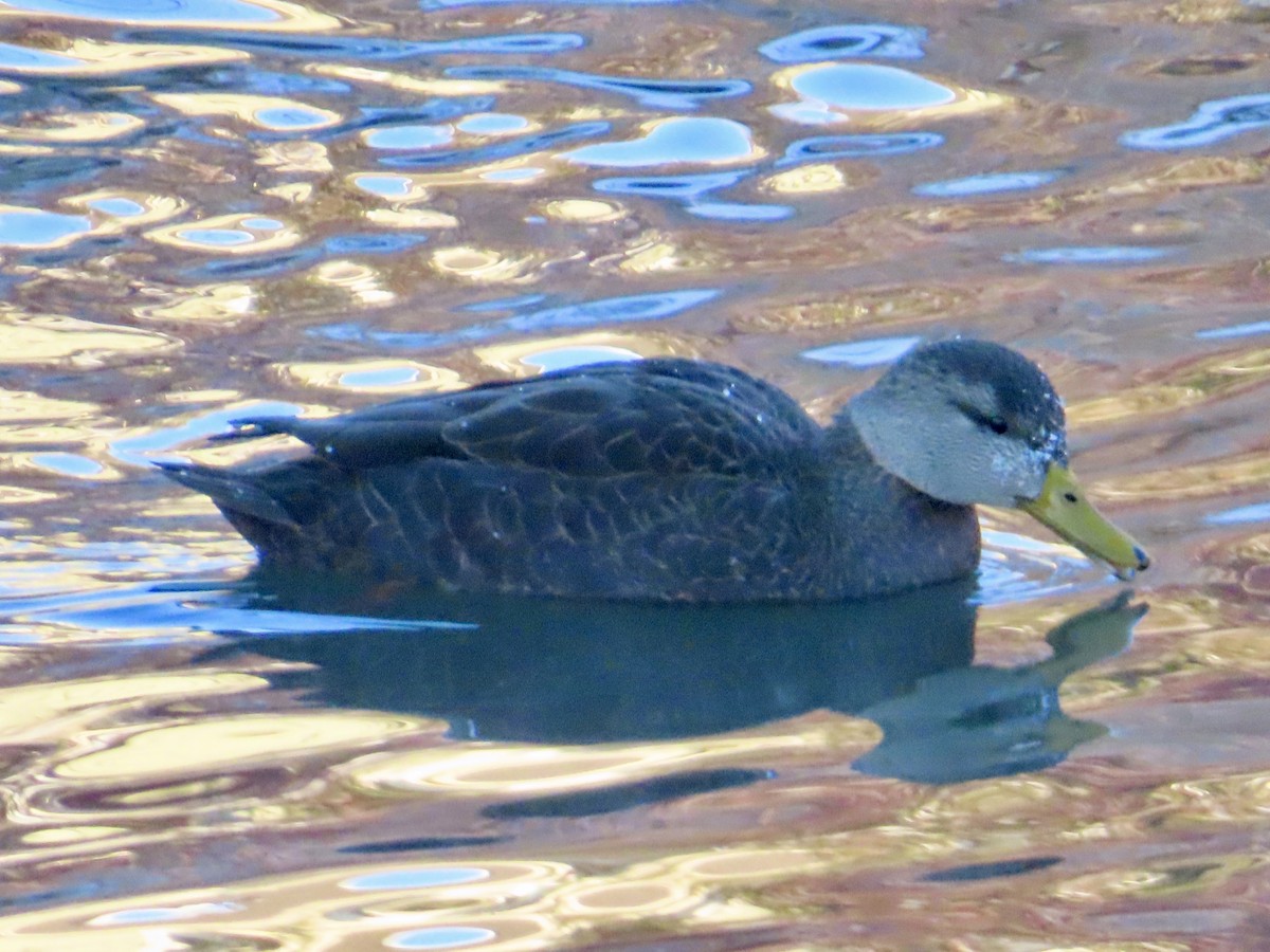 rødfotand - ML646605504