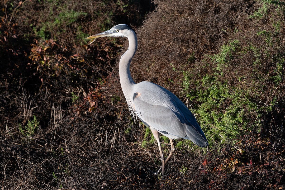 Grand Héron - ML646605510