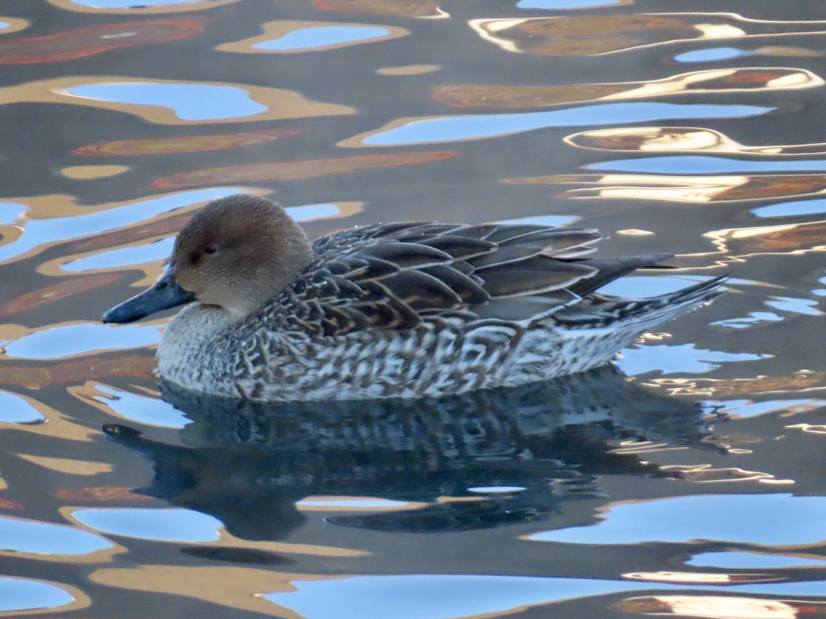 尖尾鴨 - ML646605511