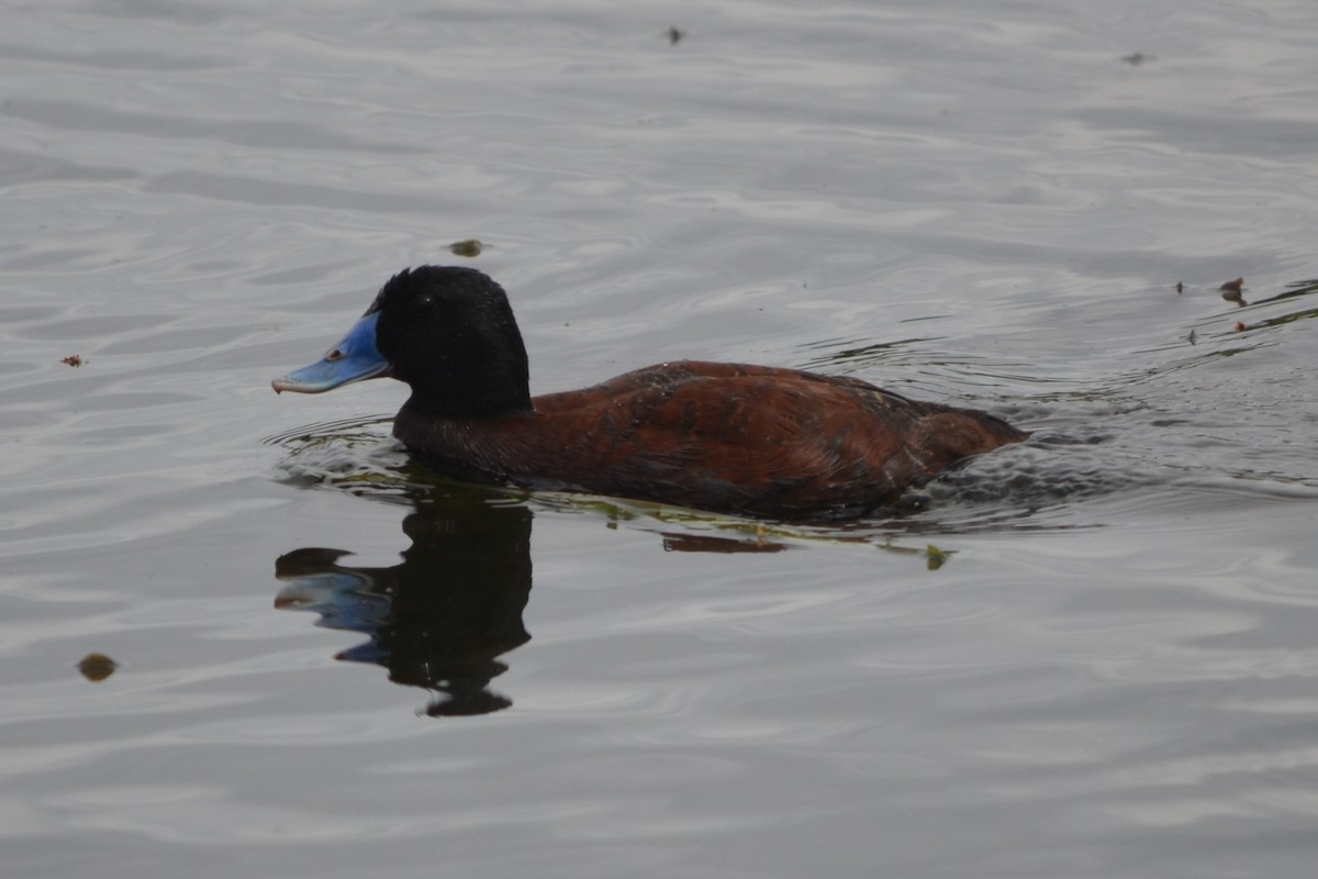 Blue-billed Duck - ML646605513