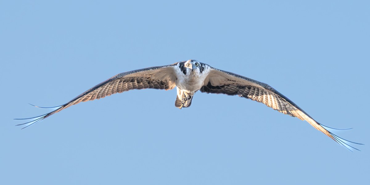 Balbuzard pêcheur - ML646605514