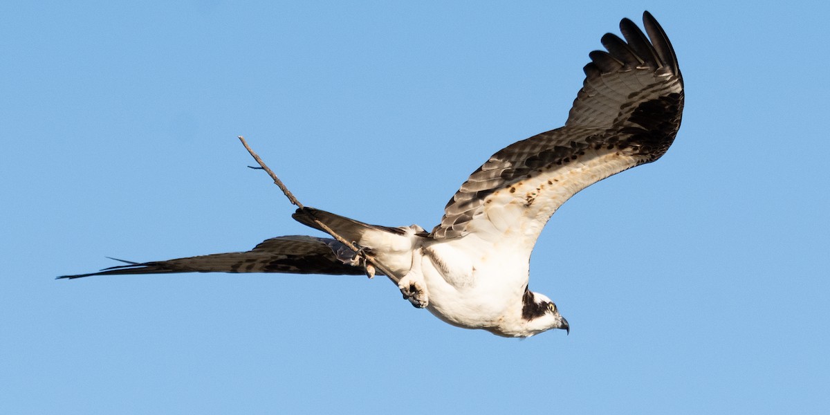 Balbuzard pêcheur - ML646605515