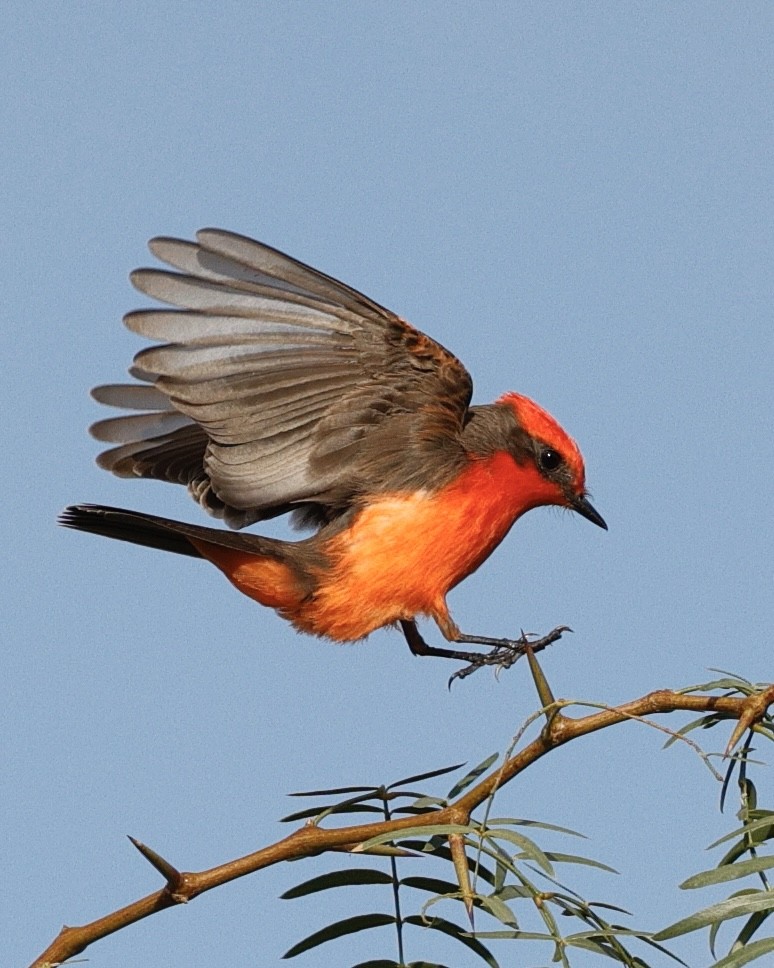 Vermilion Flycatcher - ML646605516