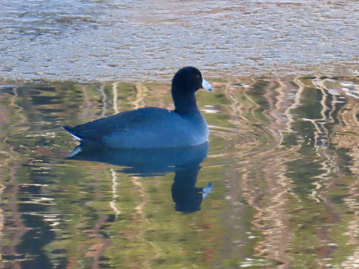 American Coot - ML646605517