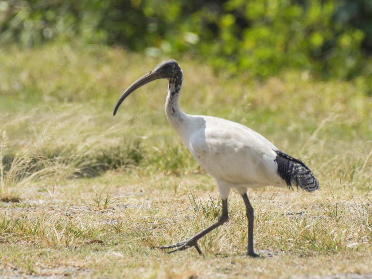 Avustralya Kutsal Aynağı - ML646605518