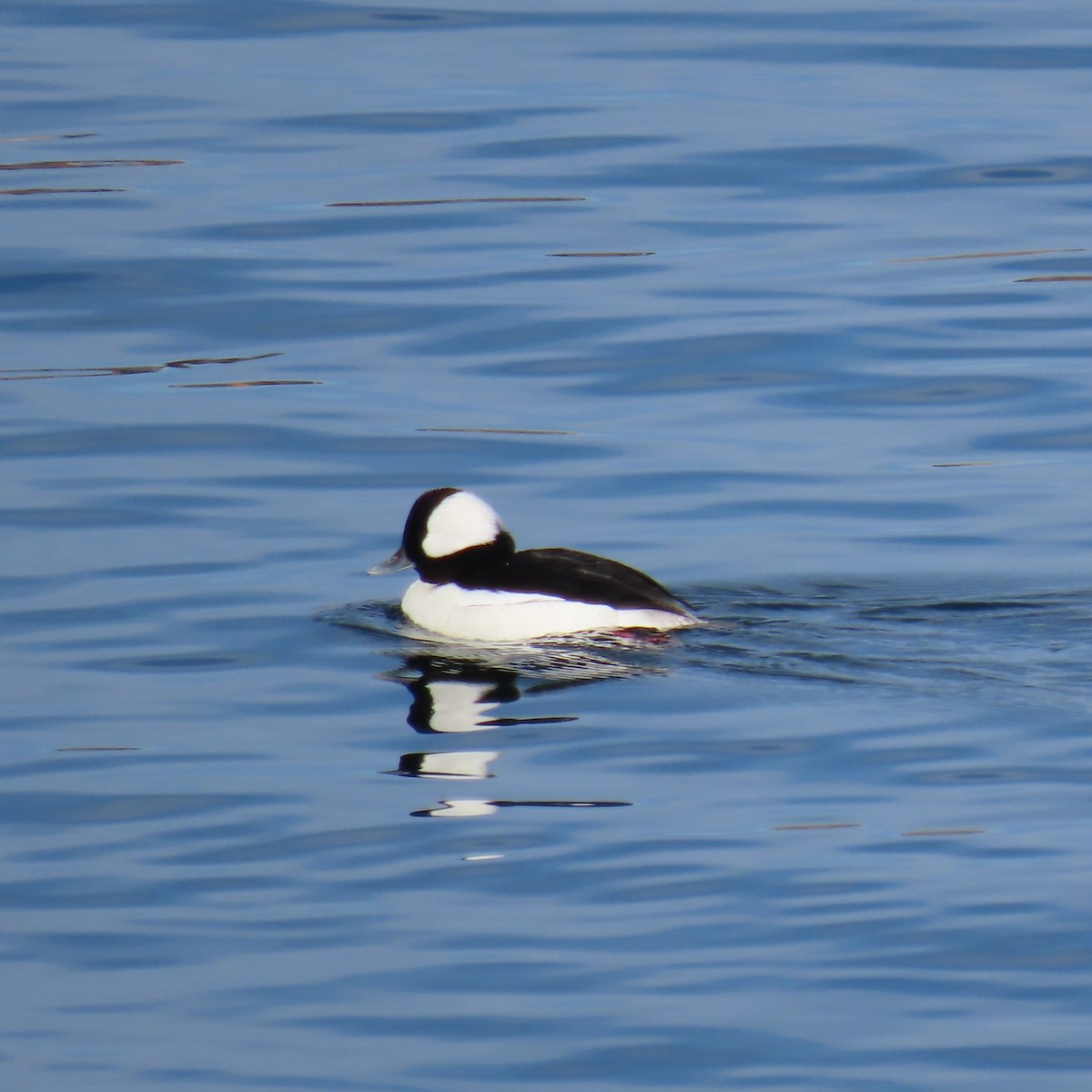 Bufflehead - ML646605520