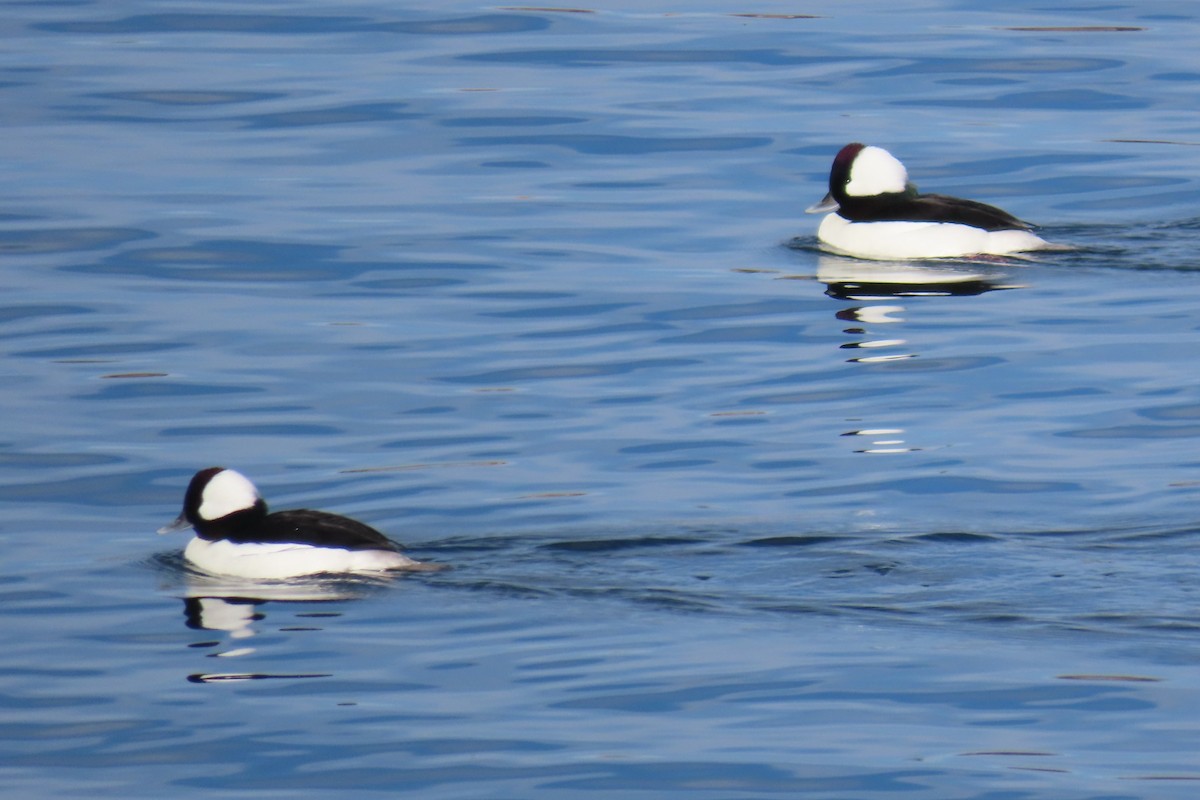 עבראש לבנוני - ML646605521
